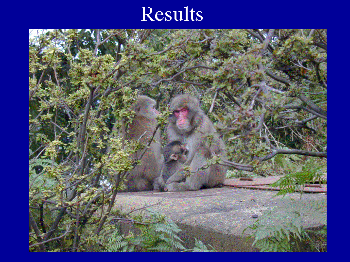 Slide 7 (results / Monkey family)  